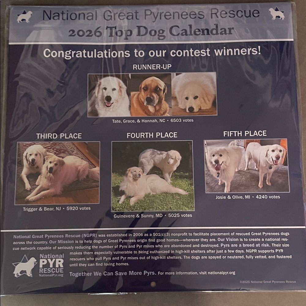 2026 Great Pyrenees calendar rescue dogs large squares sealed - Picture 2 of 2